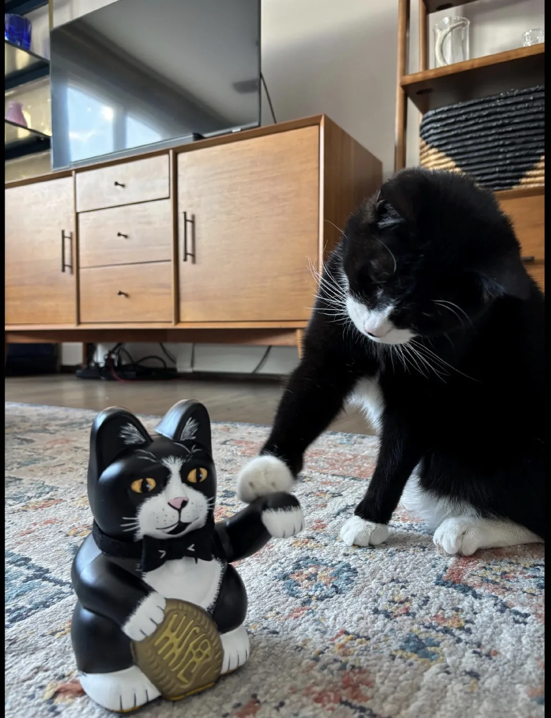 Custom tuxedo cat pet portrait Maneki Neko next to the real tuxedo cat it was painted from